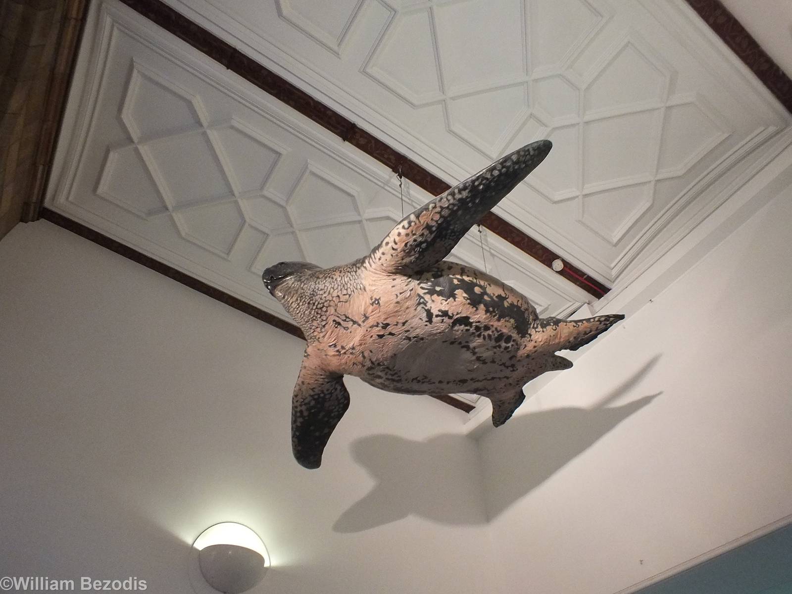 Leatherback Turtle - NHM London