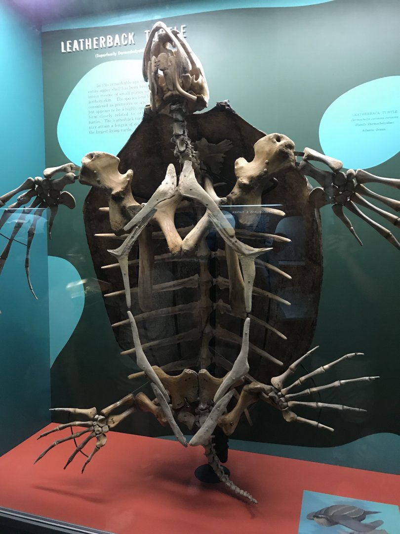 Leatherback Turtle Skeleton