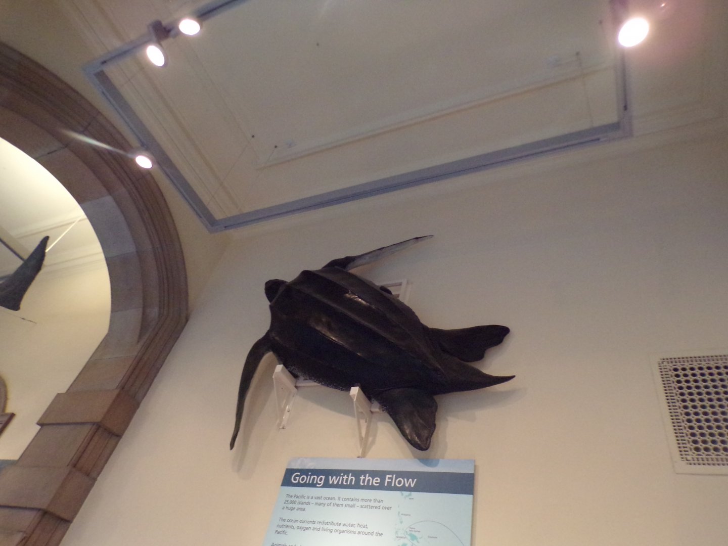 Leatherback turtle (taken in Kelvingrove museum) 12.2.24