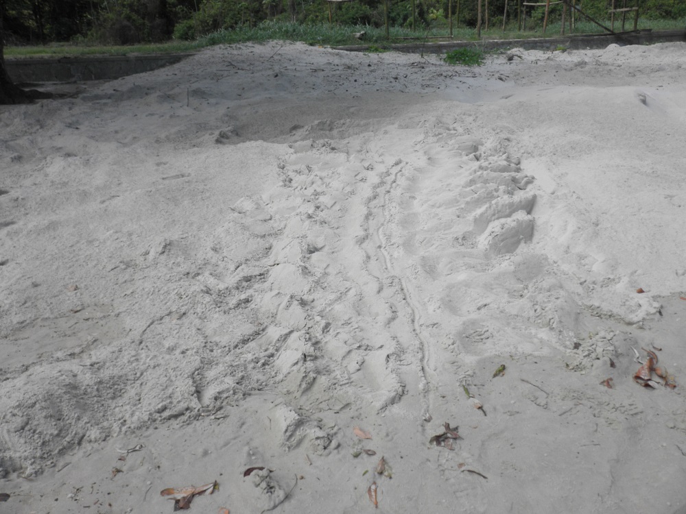 Leatherback turtle tracks to nest -- Trinidad