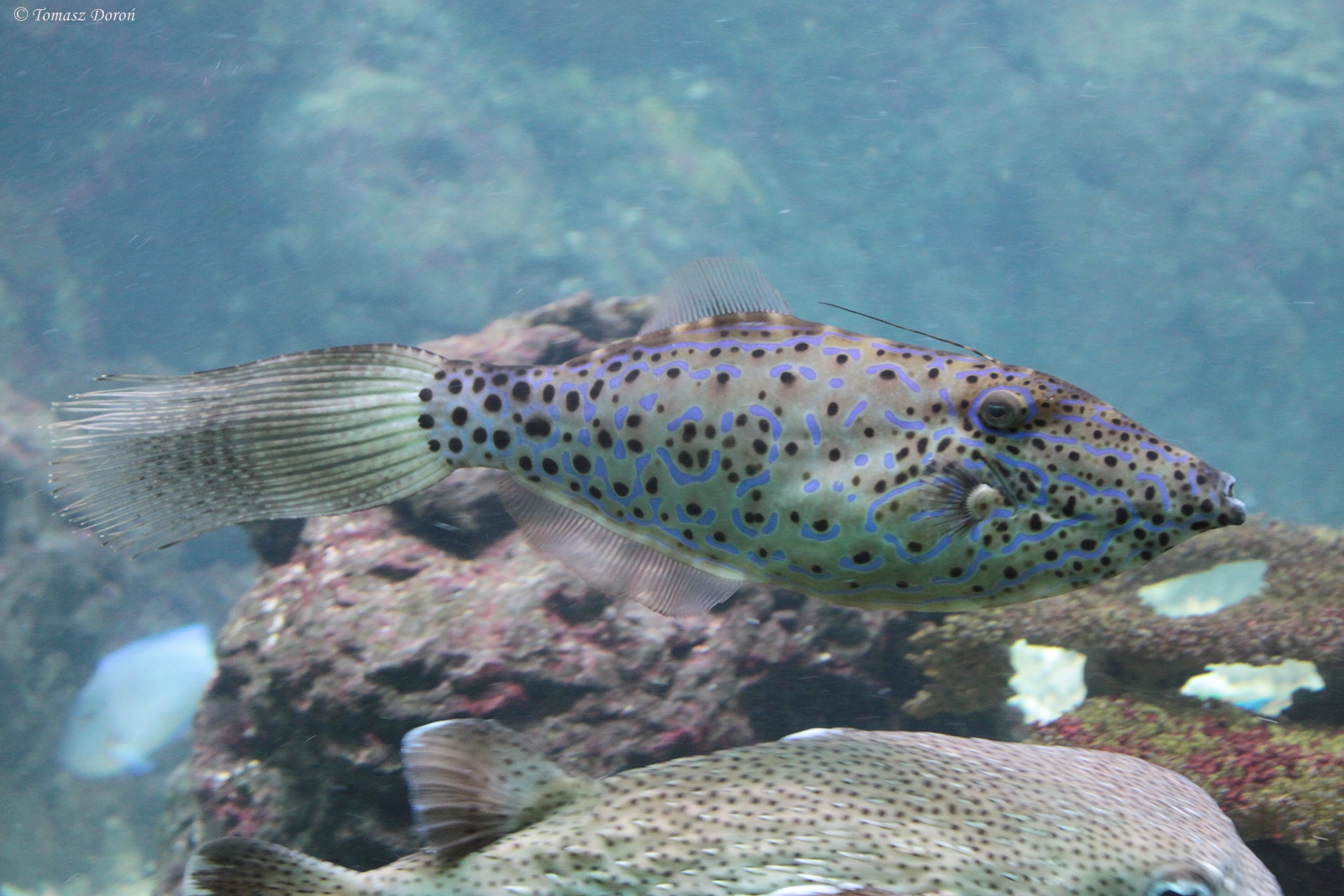 Leatherjacket Filefish (Aluterus scripta)