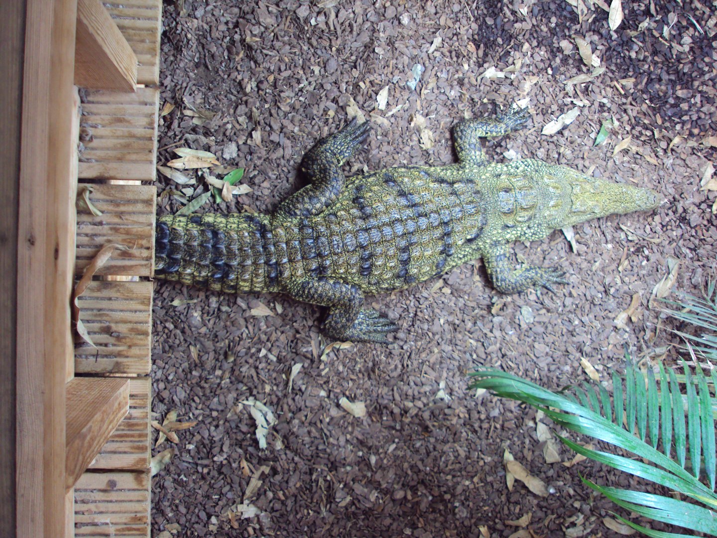 Lebby the Hybrid Croc 31/10/2019