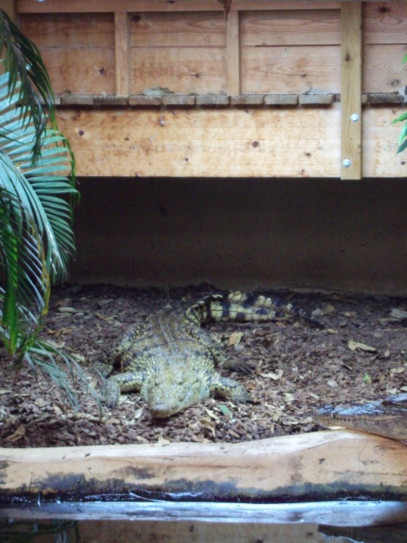 Lebby the hybrid Croc 31/10/2019