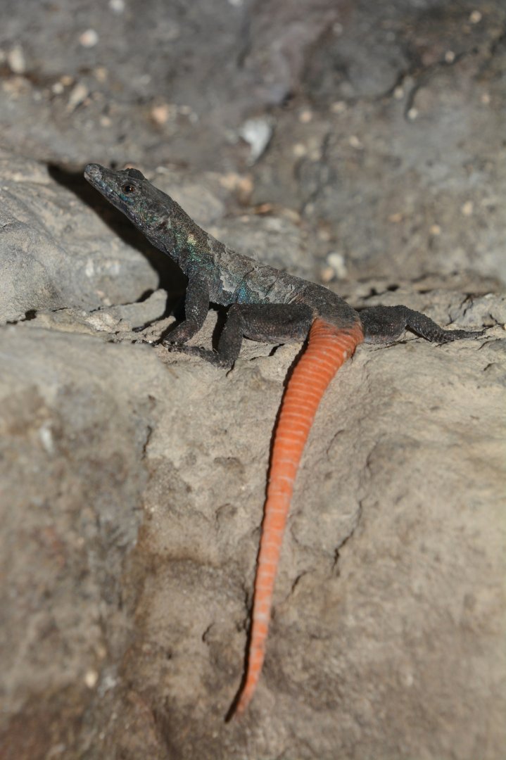 Lebombo flat lizard (Platysaurus lebomboensis)