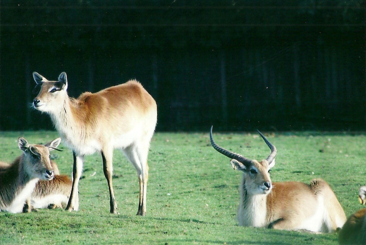 Lechwe 1st November 2012