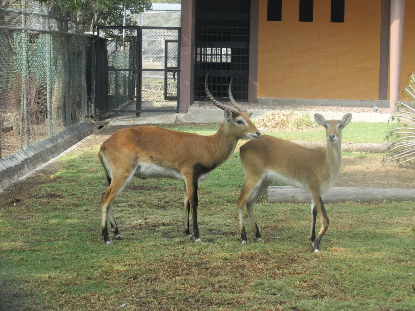 lechwe antelope