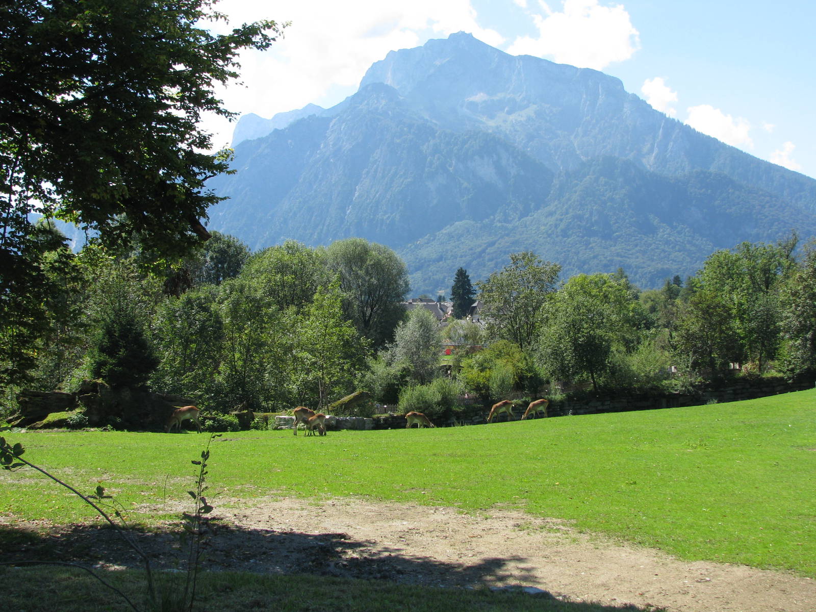 Lechwe - August 2011