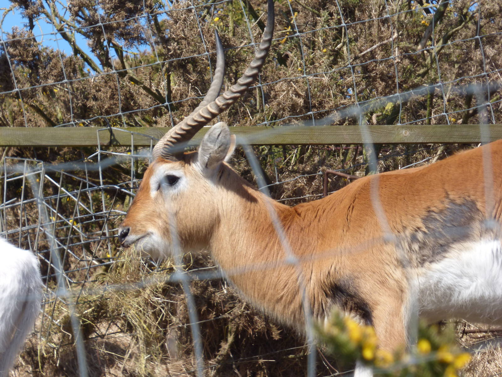 Lechwe feeding