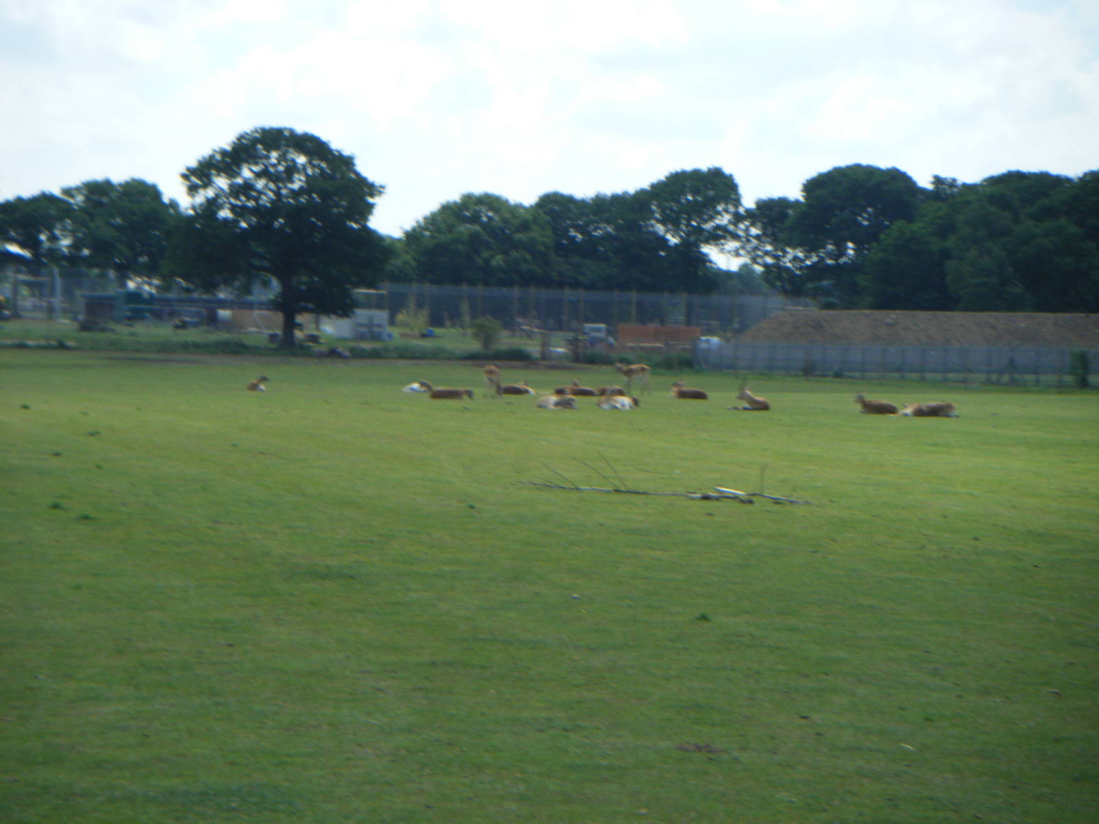 Lechwe herd