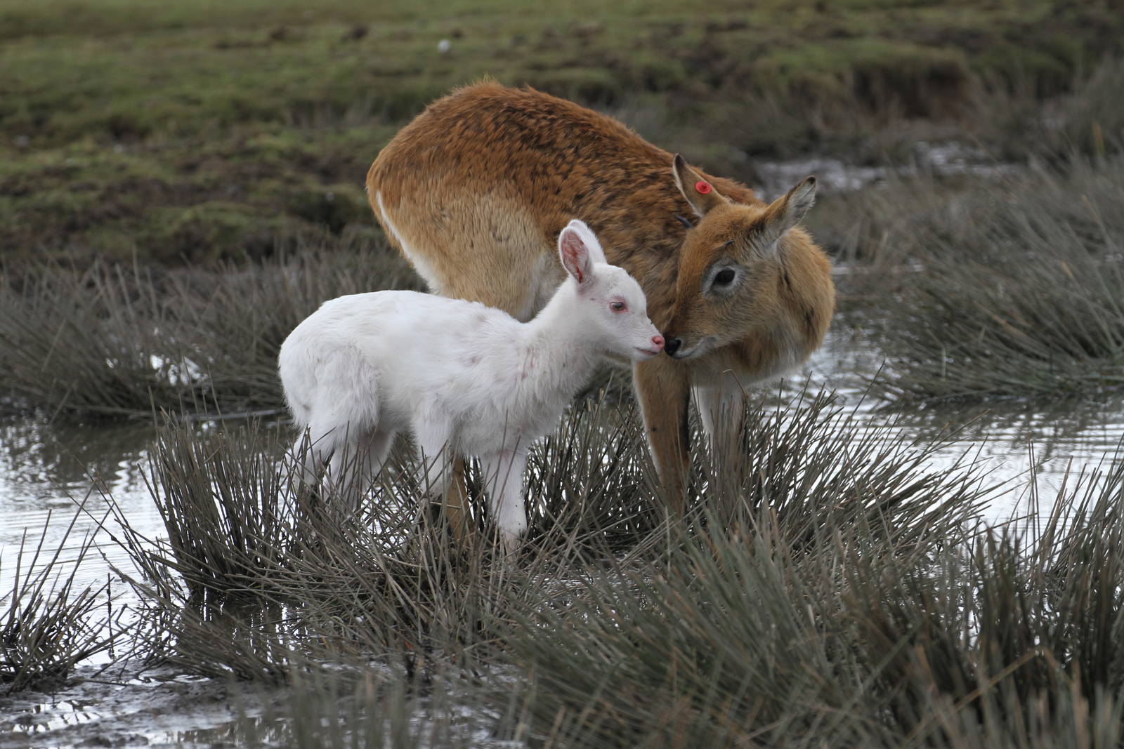 Lechwe (I think) and Calf