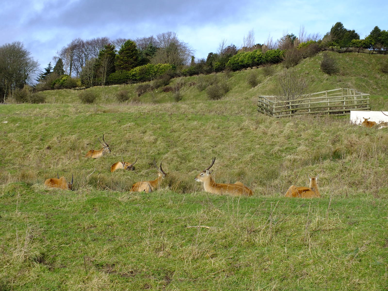 Lechwe in African Experience
