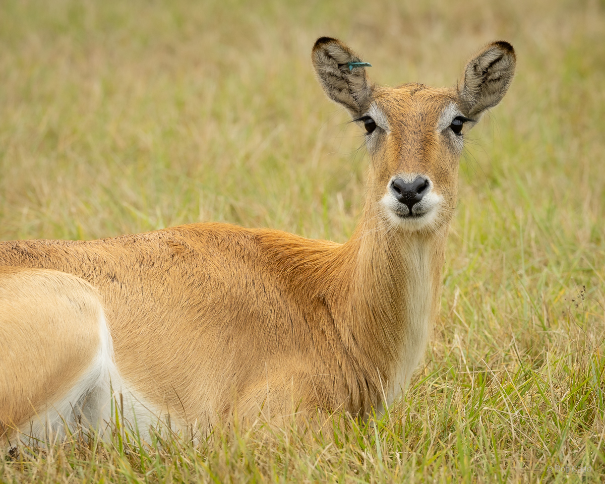 Lechwe (Kafue Flats lechwe) : Watatunga : 22 Sep 2024