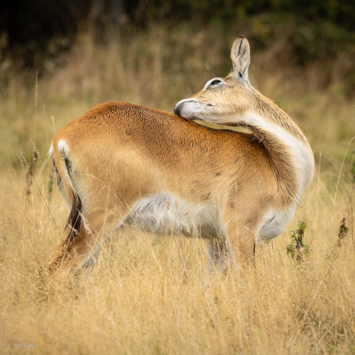 Lechwe (Kafue Flats lechwe) : Watatunga : 22 Sep 2024