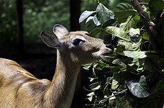 Lechwe - Kobus leche - Melaka Zoo - 2009