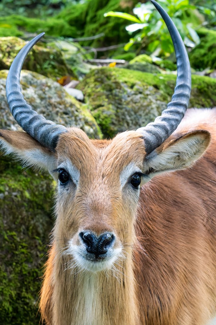 Lechwe - Kobus leche - Safari Journey