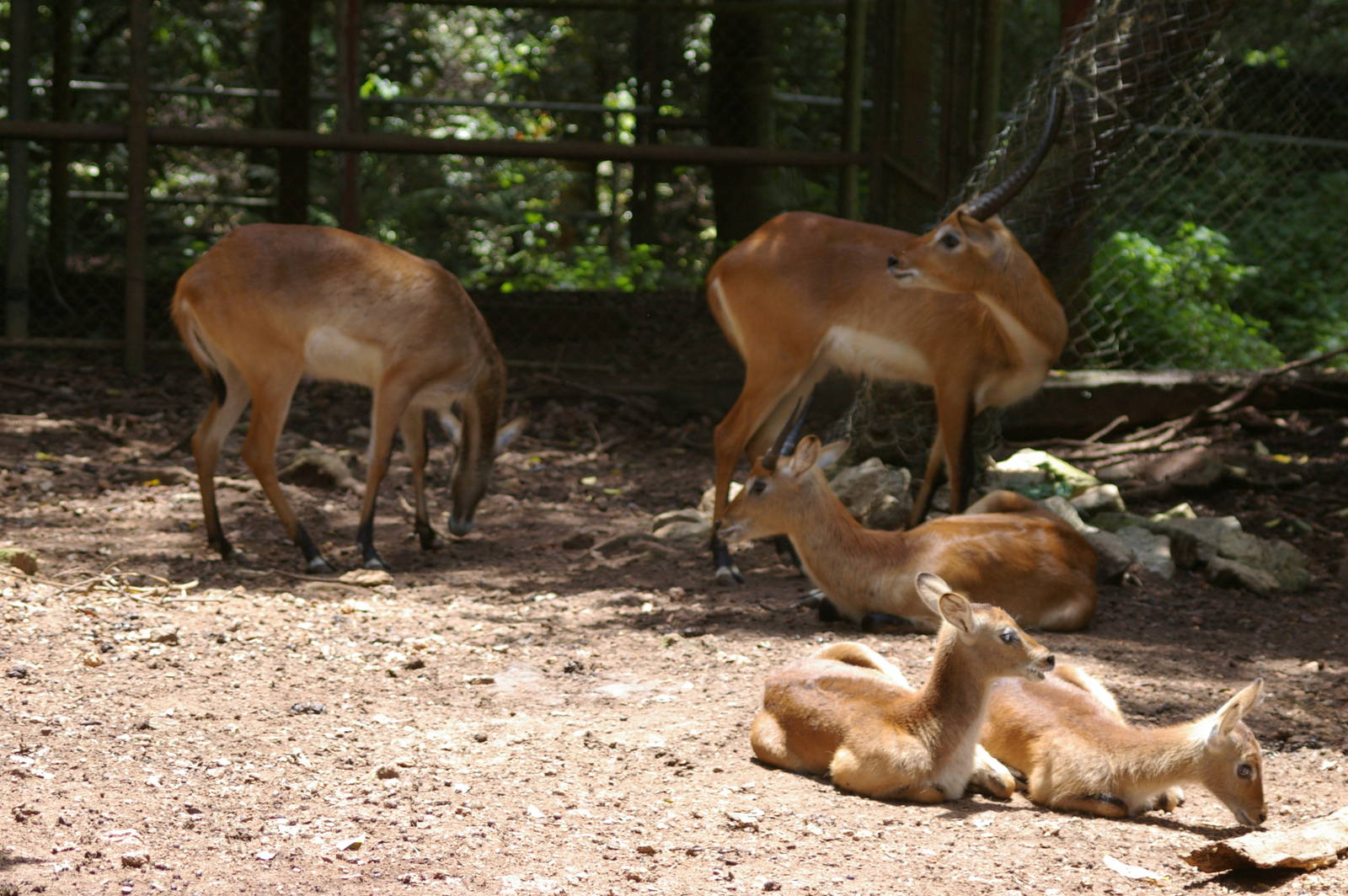 lechwe (Kobus leche)