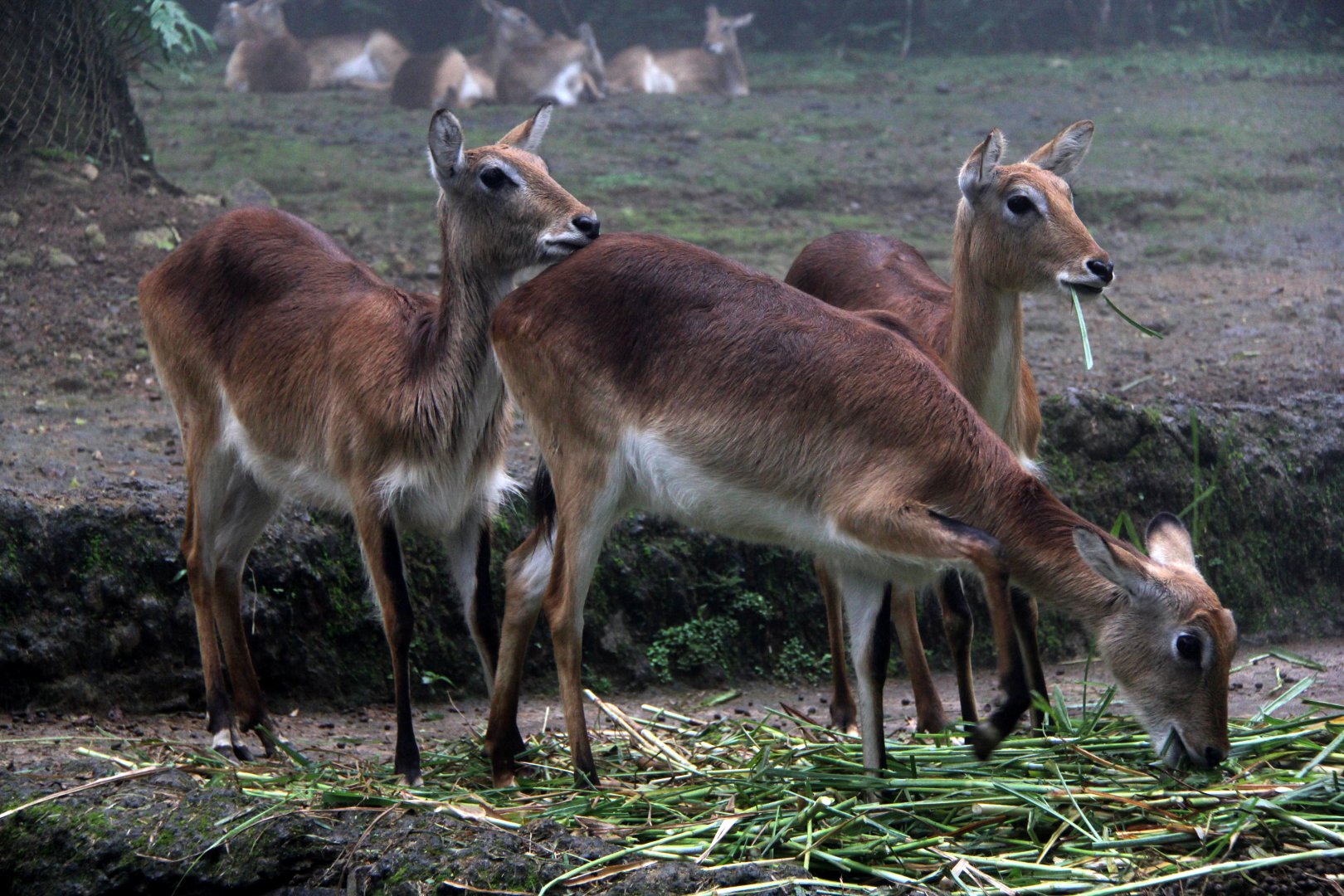 lechwe (Kobus leche)
