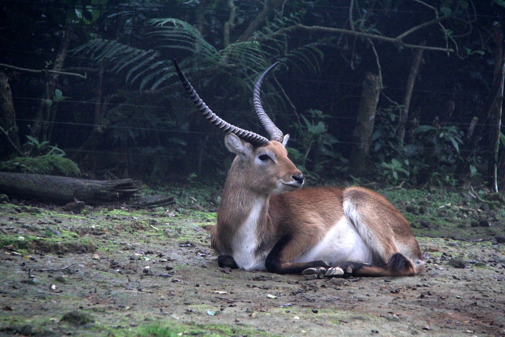 lechwe (Kobus leche)