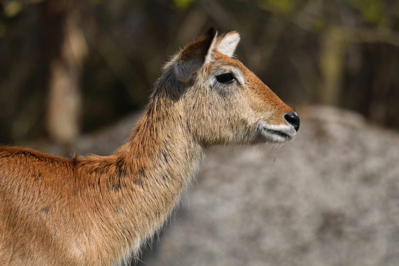 Lechwe (Kobus leche)