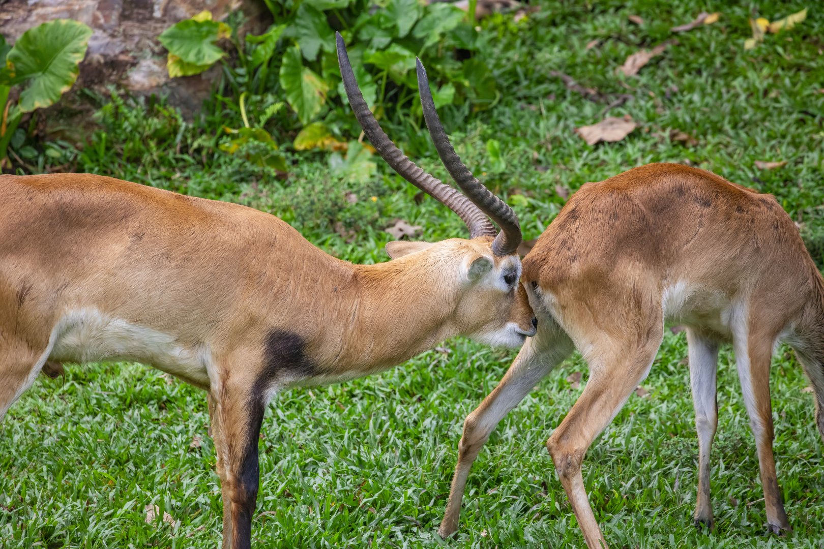 lechwe (Kobus leche)