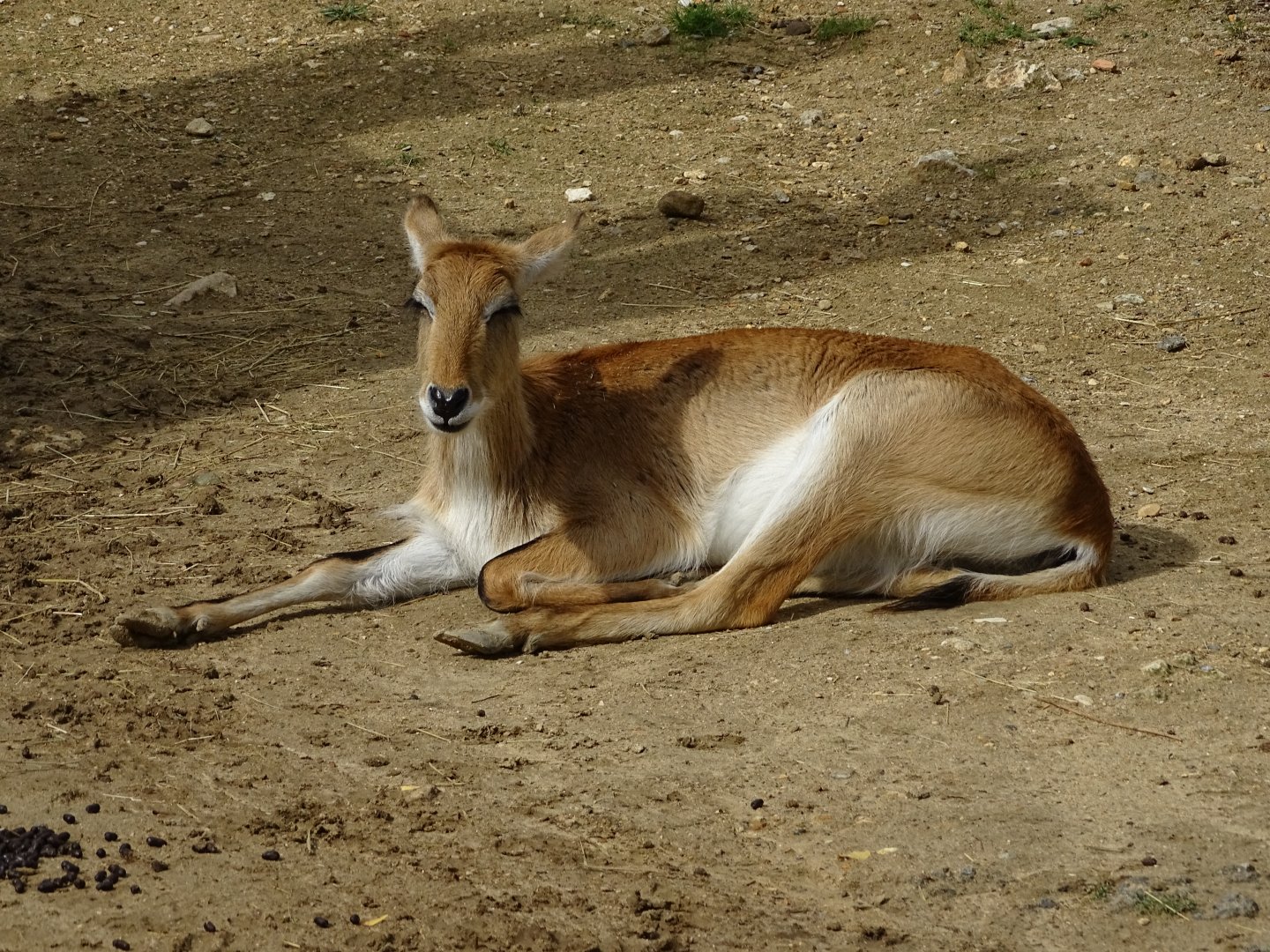 Lechwe (Kobus leche)