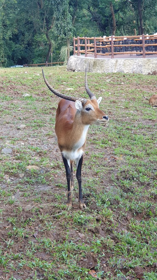 Lechwe (Kobus lechwe) - Solo Safari