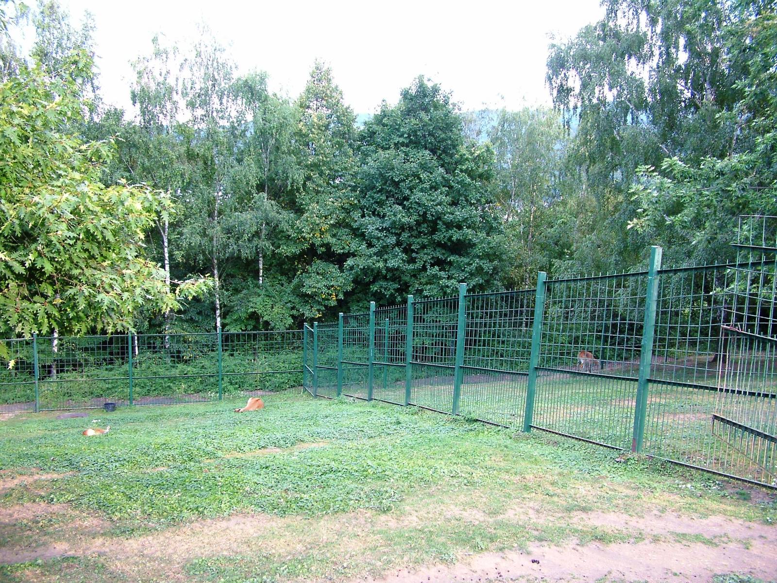 Lechwe Paddock at Usti, 29/08/12