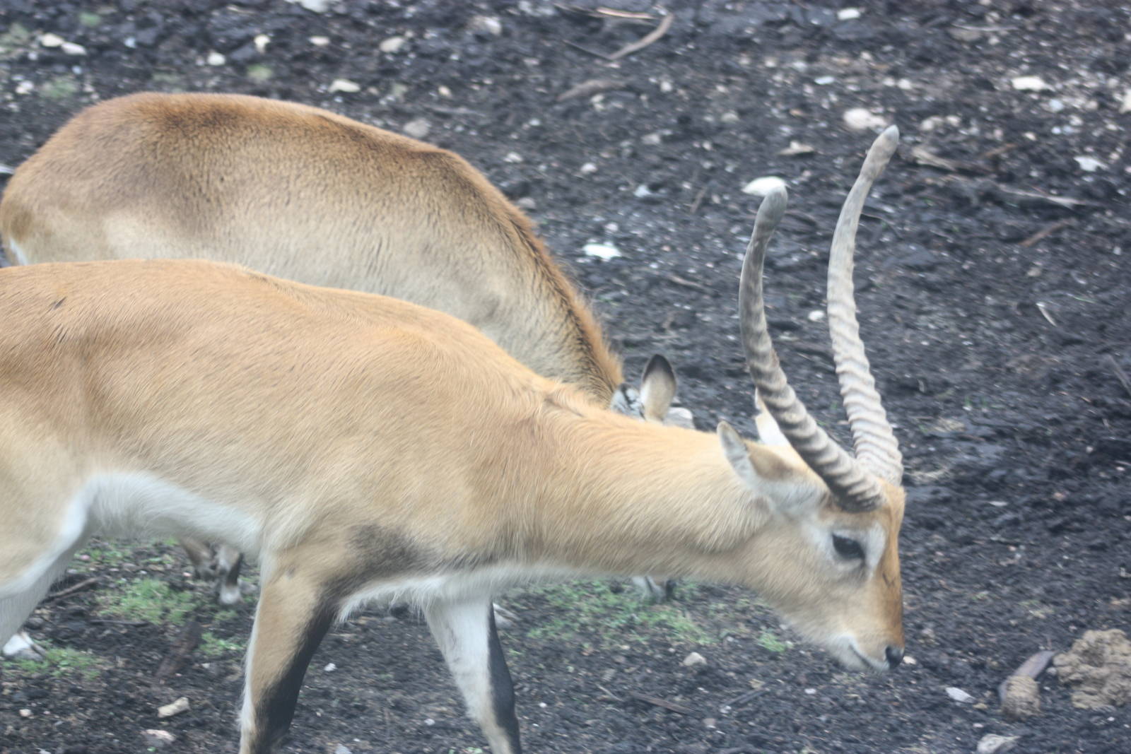 lechwe
