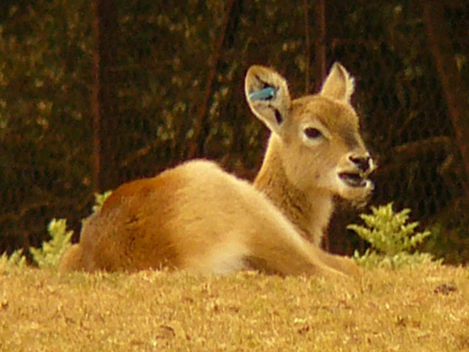 Lechwe