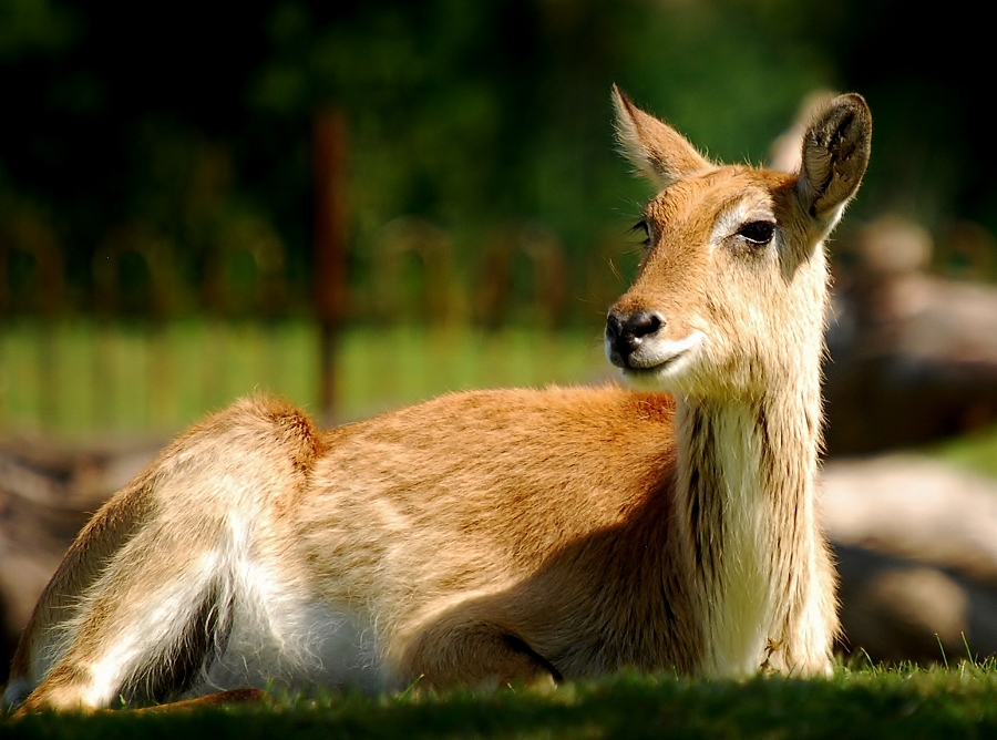 Lechwe