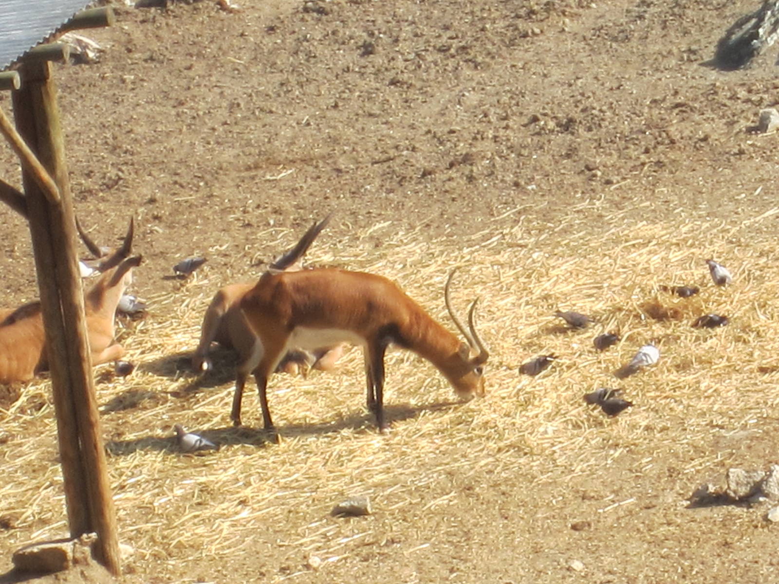Lechwe