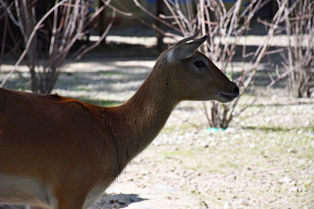Lechwe