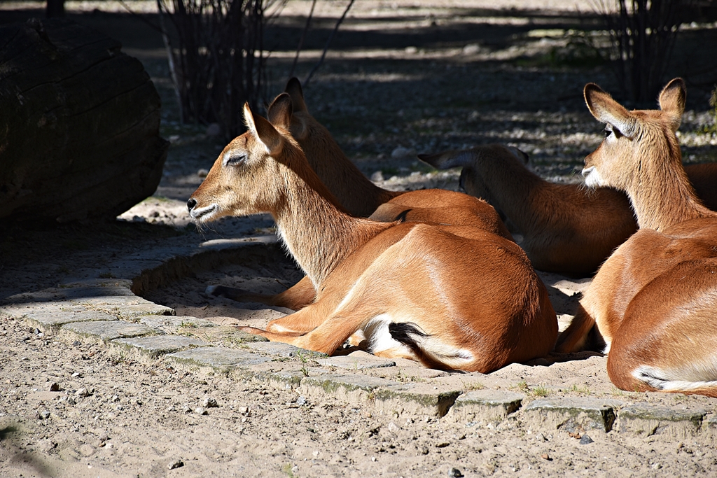 Lechwe