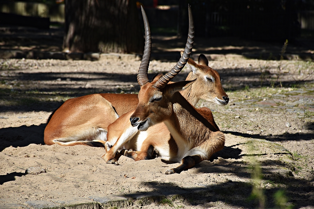 Lechwe