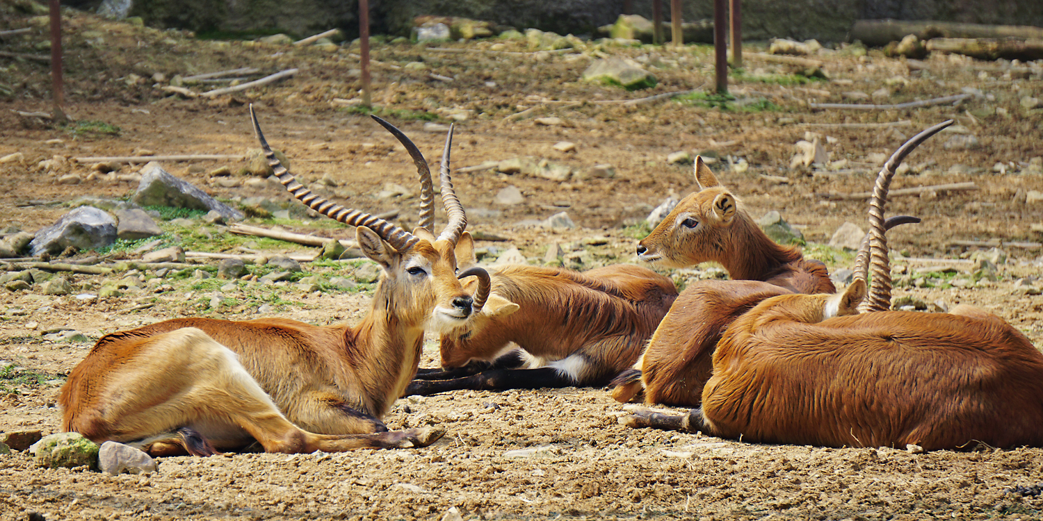Lechwe