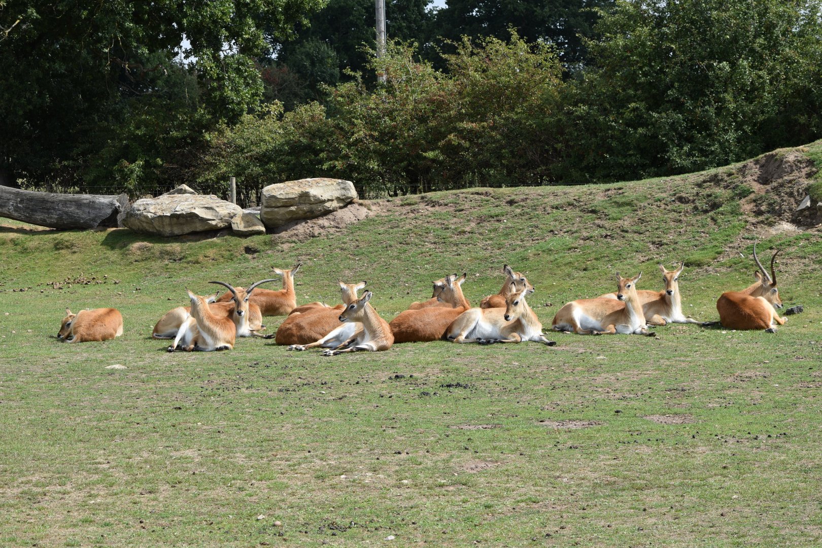 Lechwe