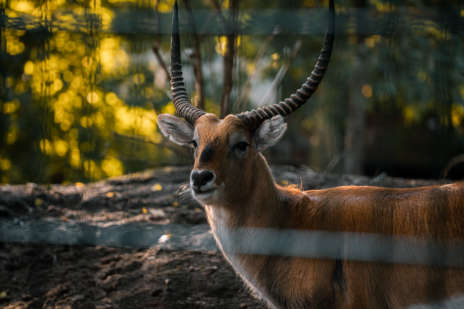 Lechwe
