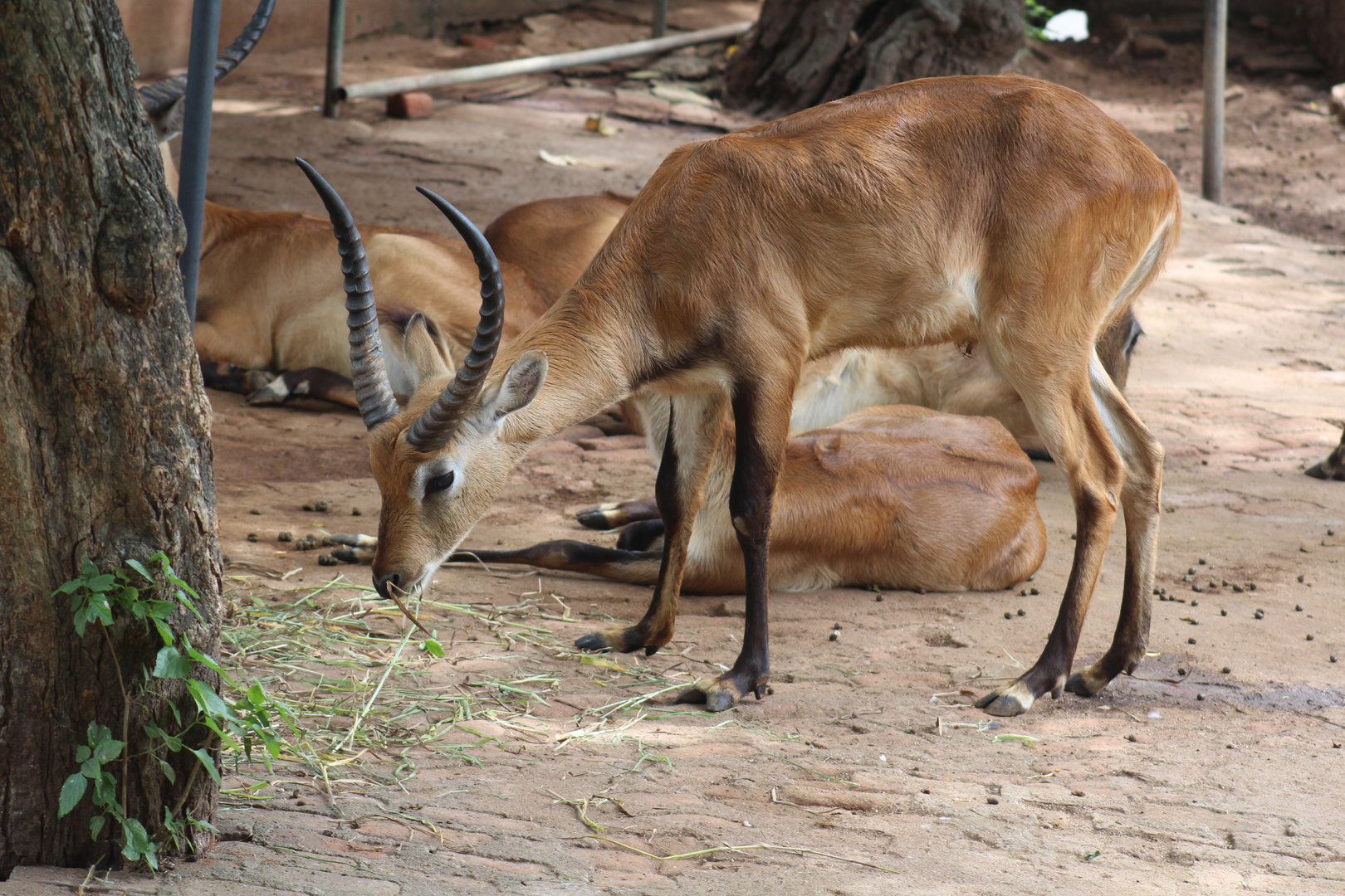 Lechwe