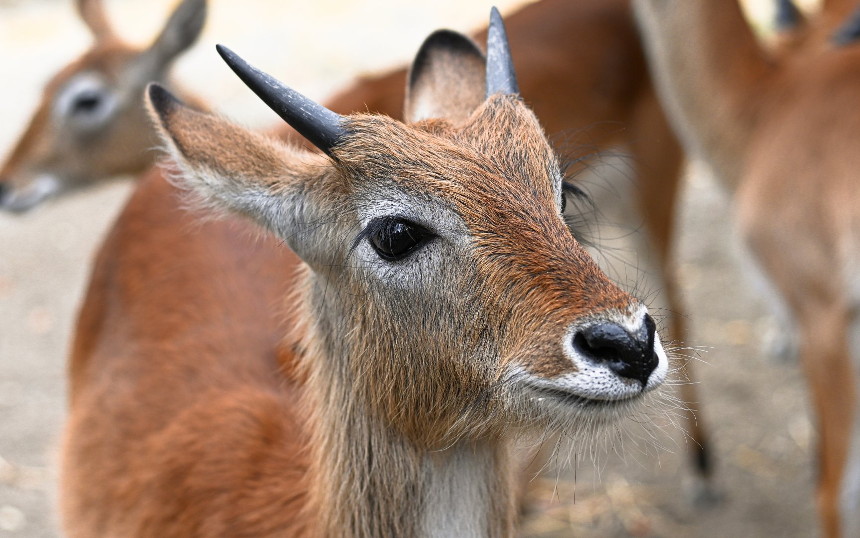 Lechwe