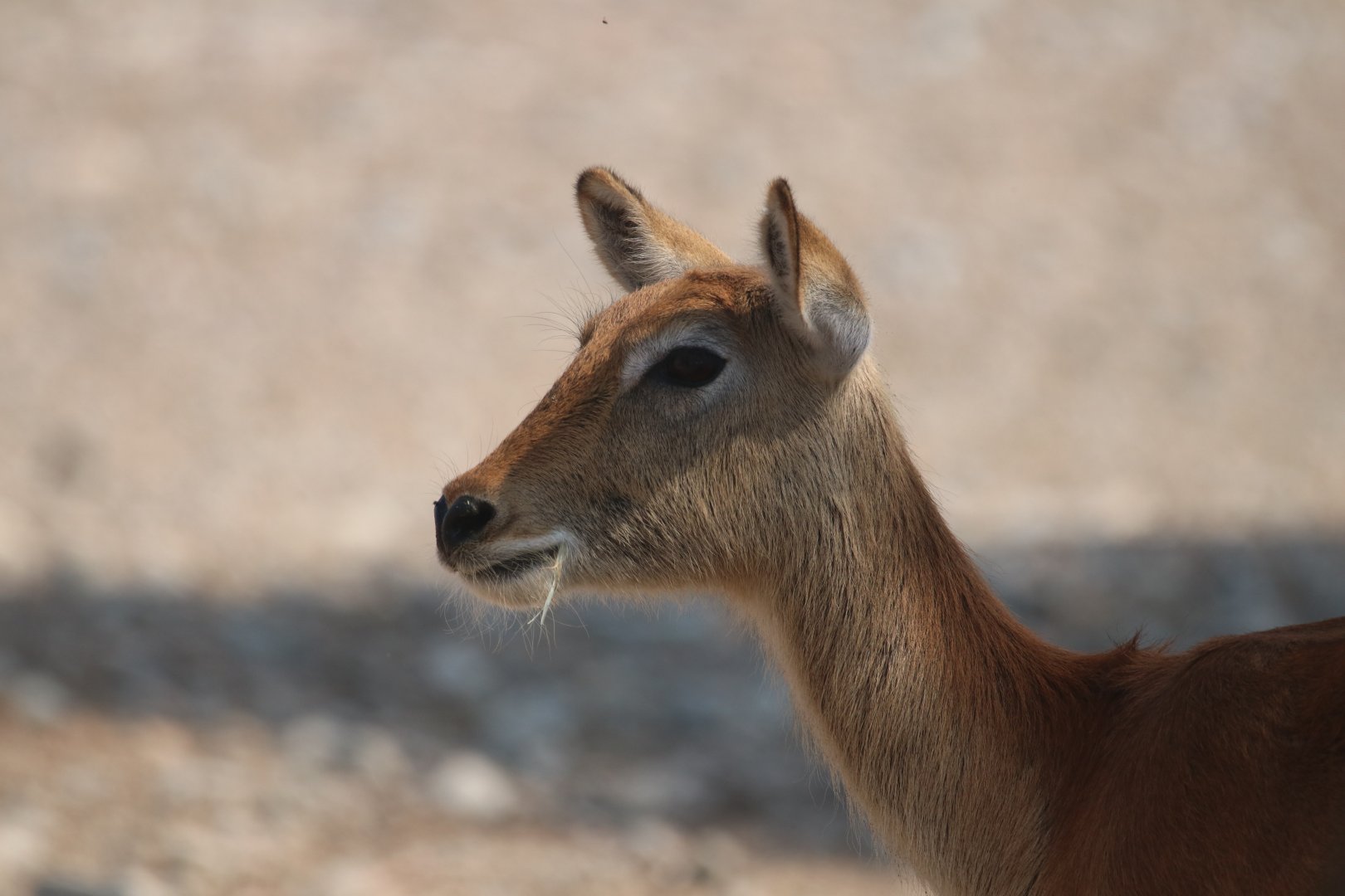 Lechwe