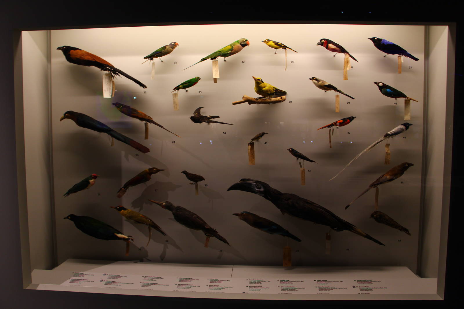 Lee Kong Chian Natural History Museum - Birds