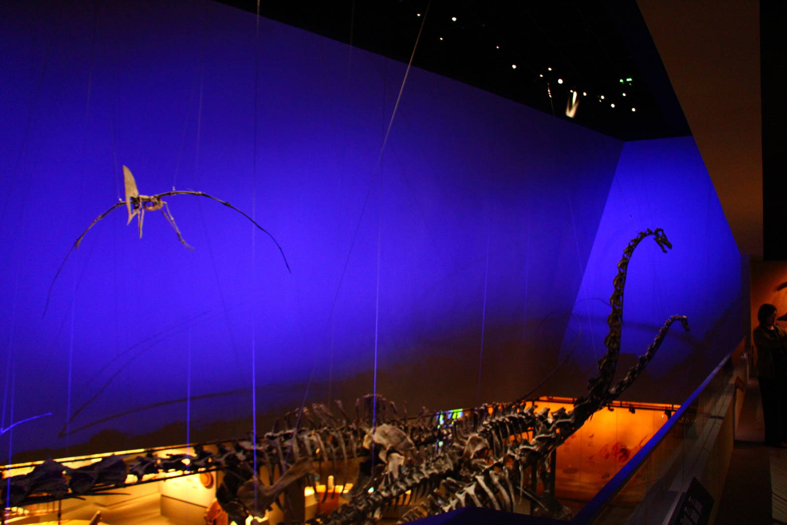 Lee Kong Chian Natural History Museum - Dinosaur Fossils