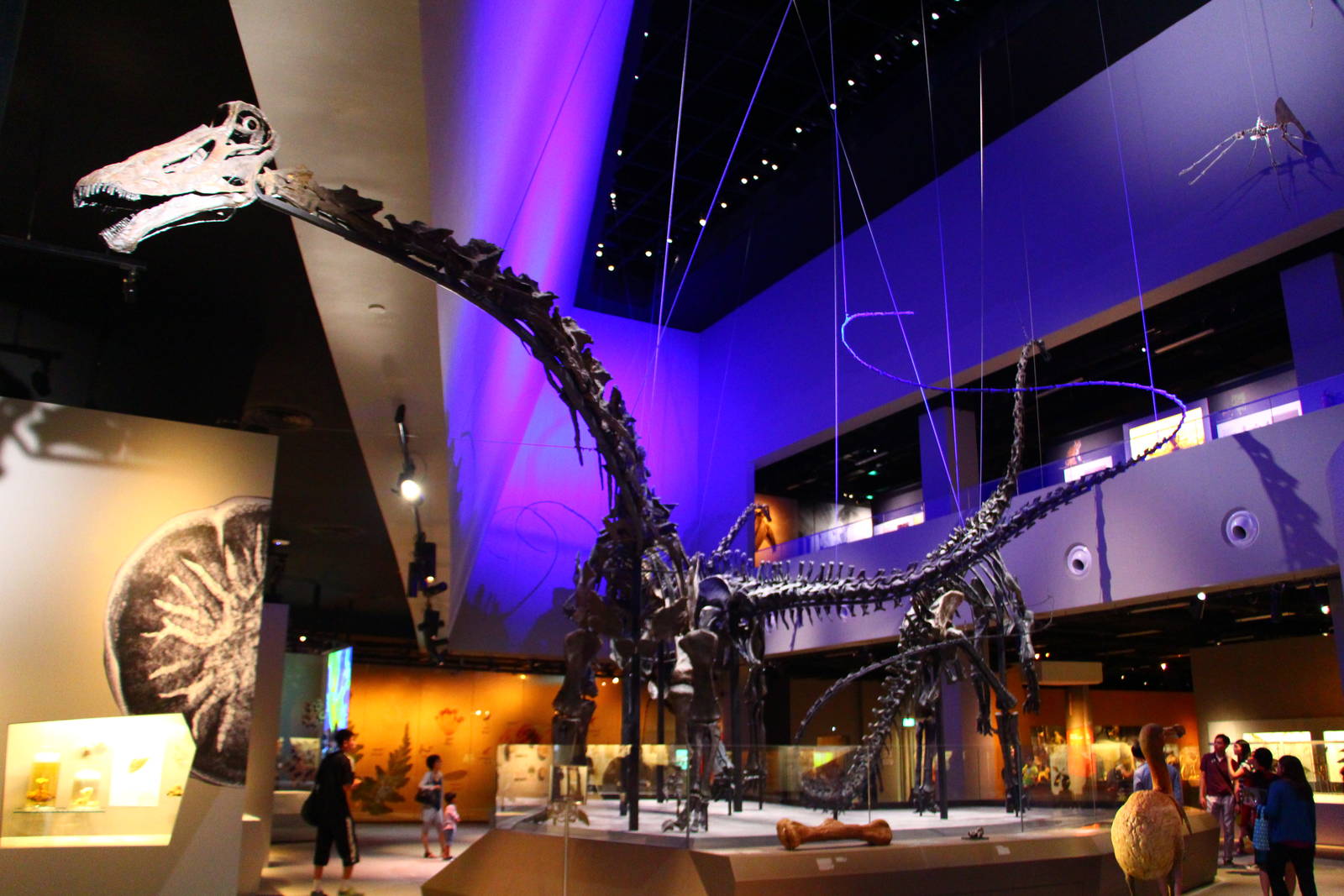 Lee Kong Chian Natural History Museum - Diplodocid Sauropods