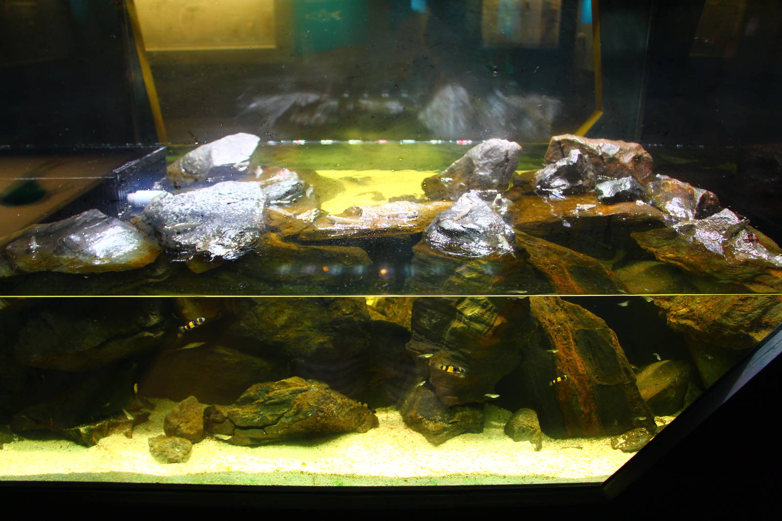 Lee Kong Chian Natural History Museum - Live display