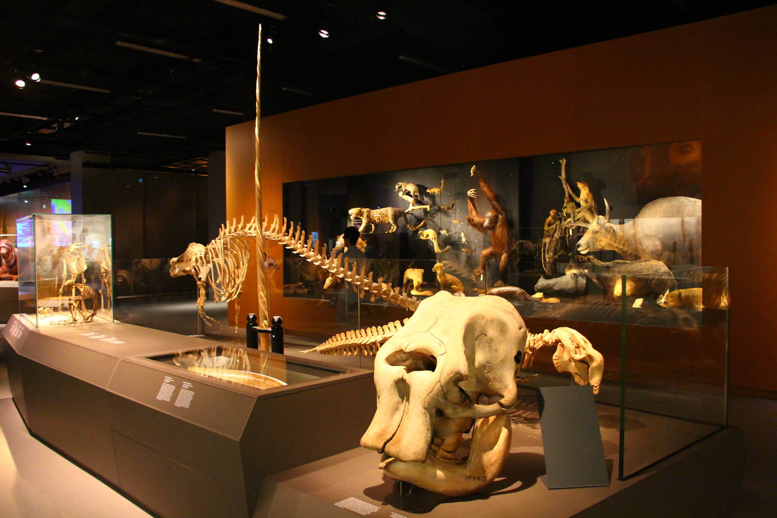 Lee Kong Chian Natural History Museum - Mammals