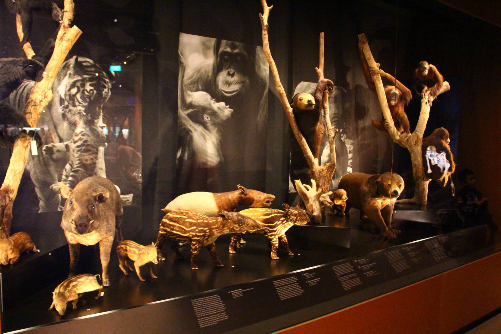 Lee Kong Chian Natural History Museum - Mammals