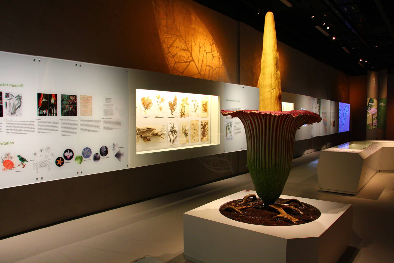 Lee Kong Chian Natural History Museum - Plants