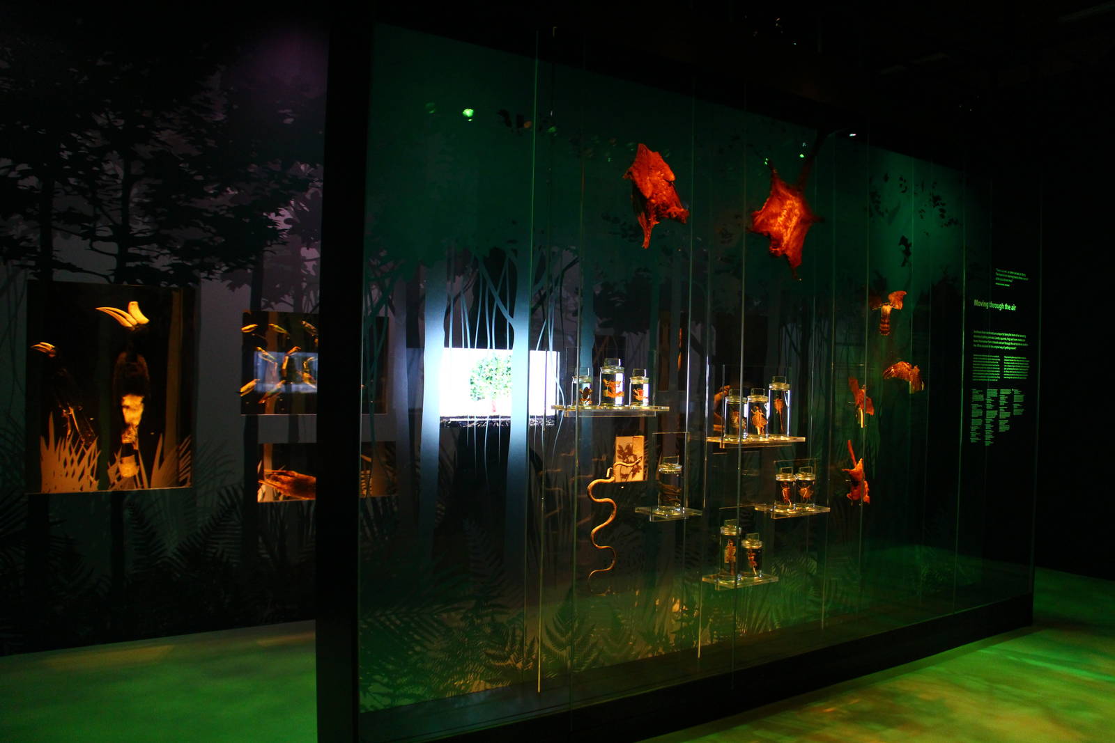 Lee Kong Chian Natural History Museum - Tropical Rainforests