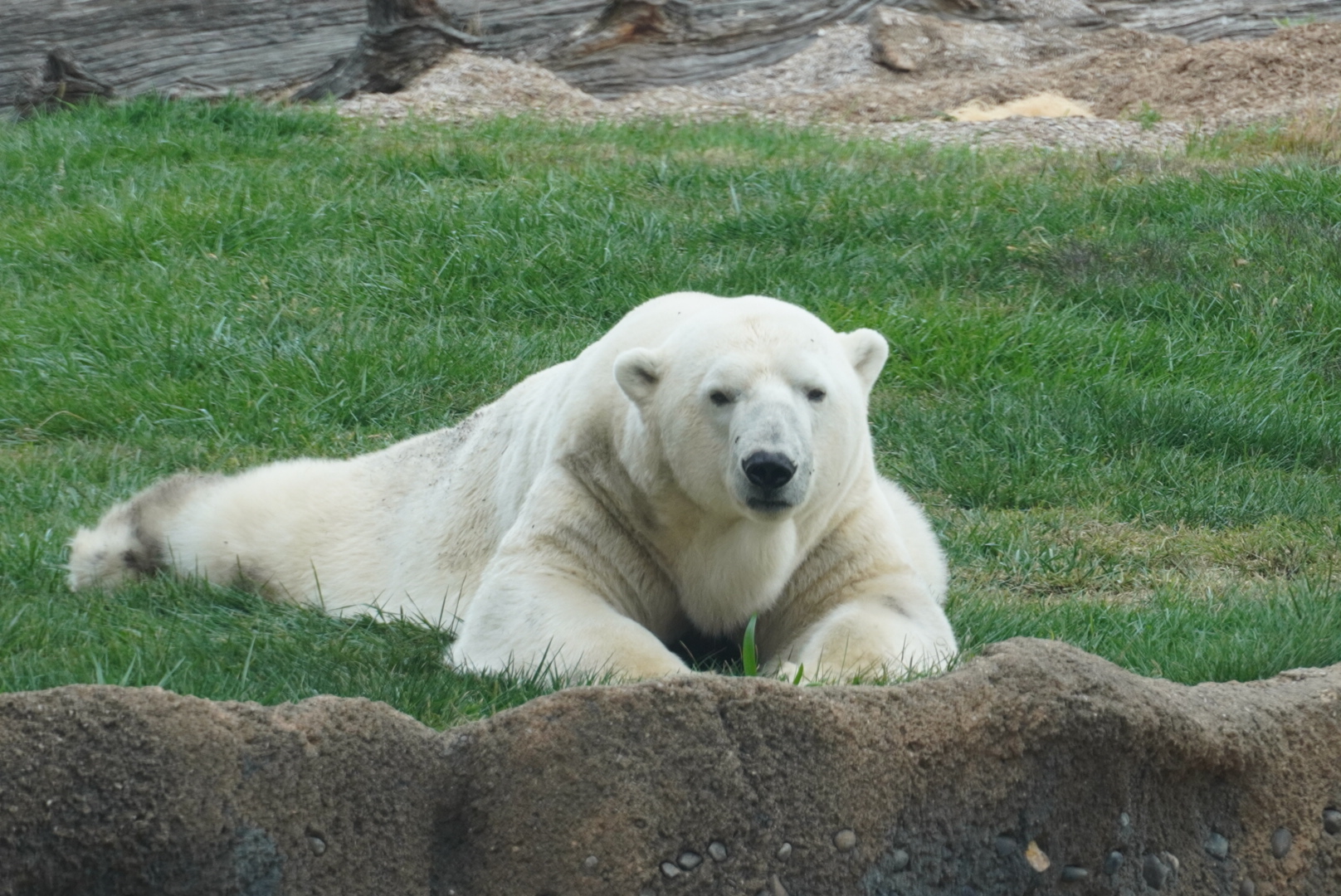 “Lee”, Polar Bear
