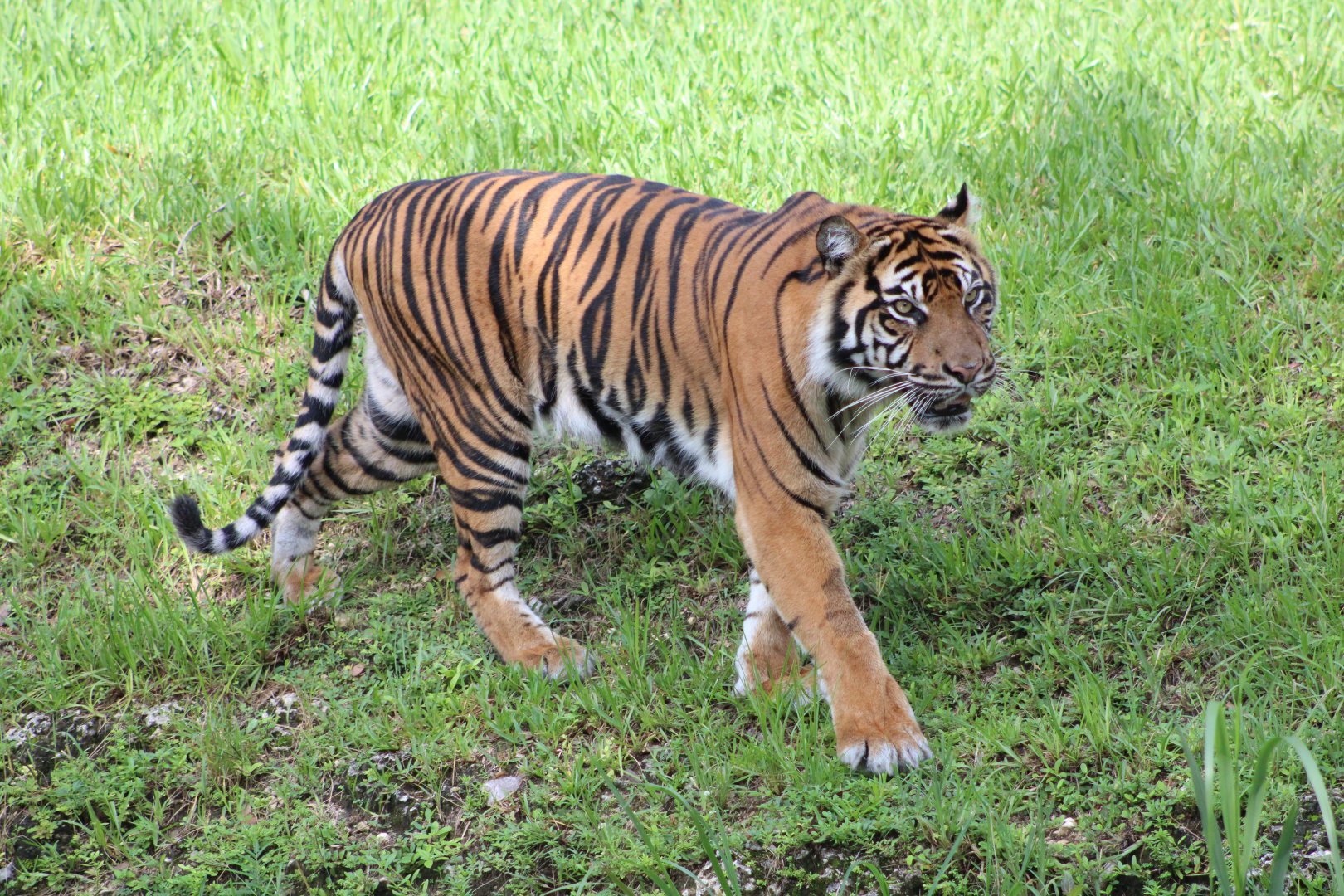 Leeloo the Sumatran Tiger (P. t. sondaica / “sumatrae”)